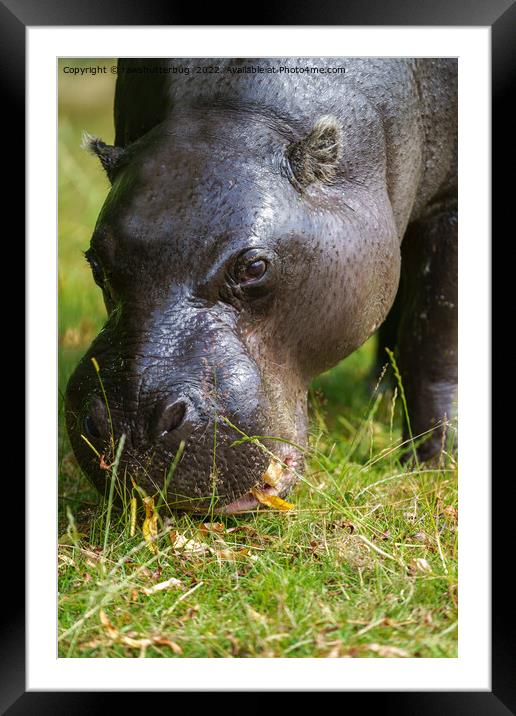 Pygmy Hippopotamus Framed Mounted Print by rawshutterbug 