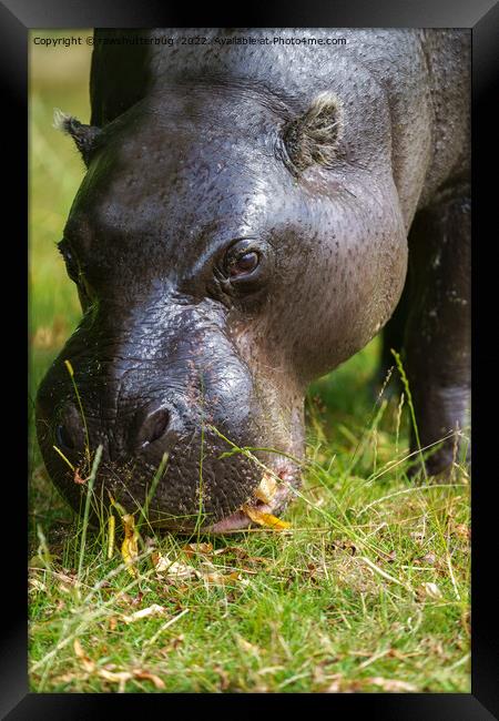 Pygmy Hippopotamus Framed Print by rawshutterbug 