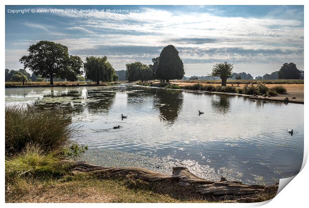 Another bright morning at Bushy Park Print by Kevin White