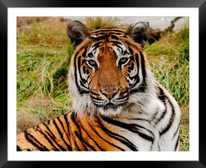 Bengal Tiger Framed Mounted Print by Sally Wallis