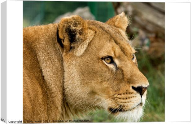 Lioness looking intently  Canvas Print by Sally Wallis