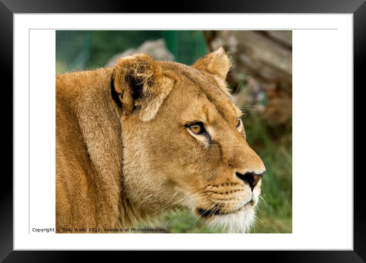Lioness looking intently  Framed Mounted Print by Sally Wallis
