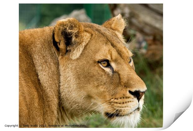Lioness looking intently  Print by Sally Wallis