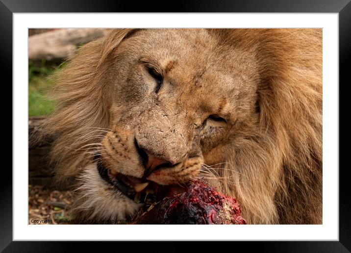 A lion gnawing on raw meat Framed Mounted Print by Sally Wallis