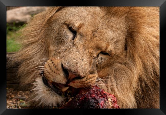 A lion gnawing on raw meat Framed Print by Sally Wallis