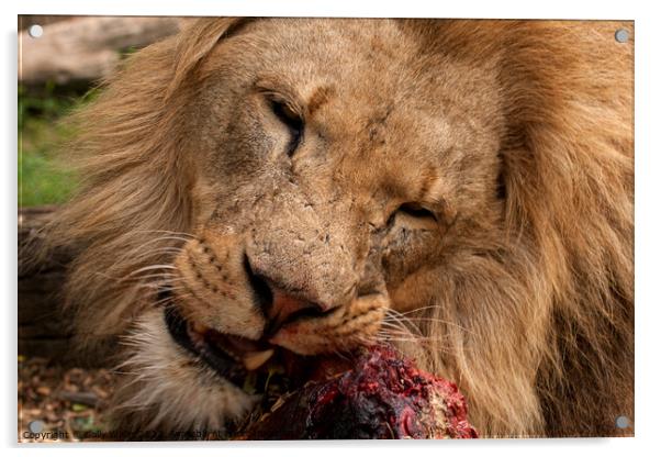 A lion gnawing on raw meat Acrylic by Sally Wallis