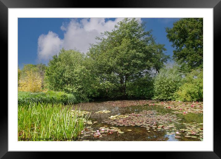 Small village pond with water lilies Framed Mounted Print by Sally Wallis