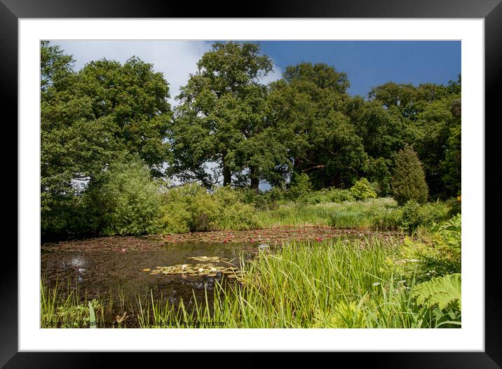 Hidden pond with water lilies Framed Mounted Print by Sally Wallis