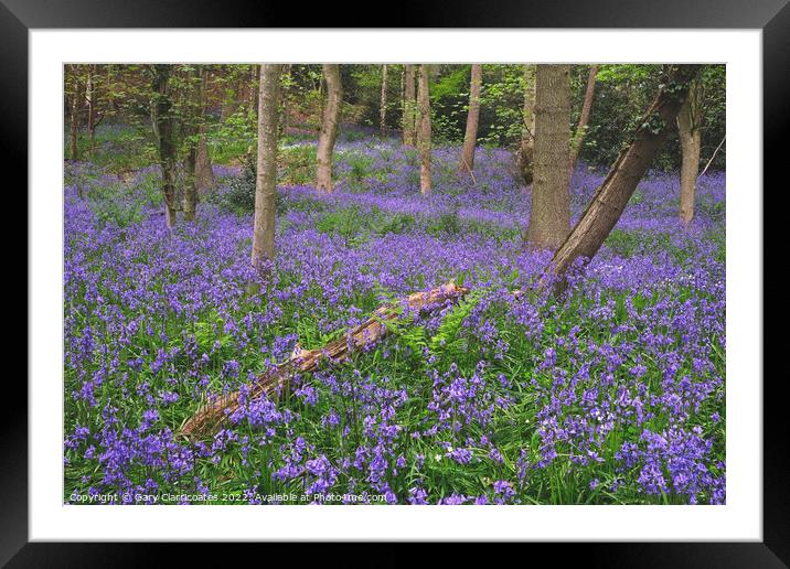 A Carpet of Blue Framed Mounted Print by Gary Clarricoates