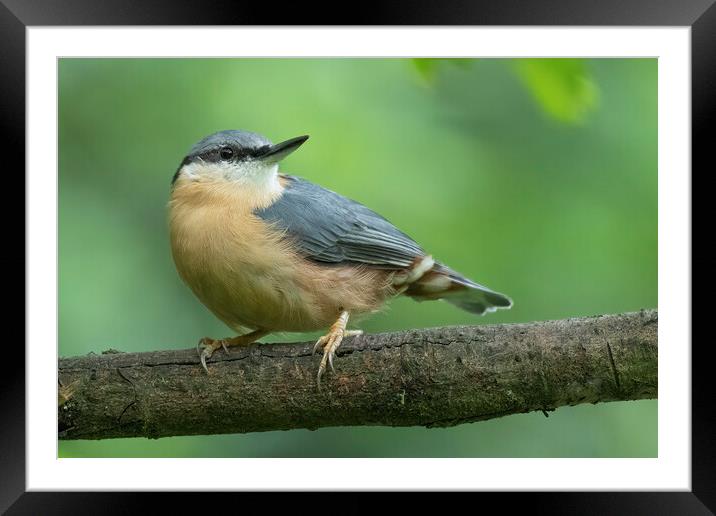 Posing Nuthatch Framed Mounted Print by Jonathan Thirkell