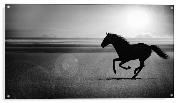 silhouette of the black horse galloping alone on the beach Acrylic by Guido Parmiggiani