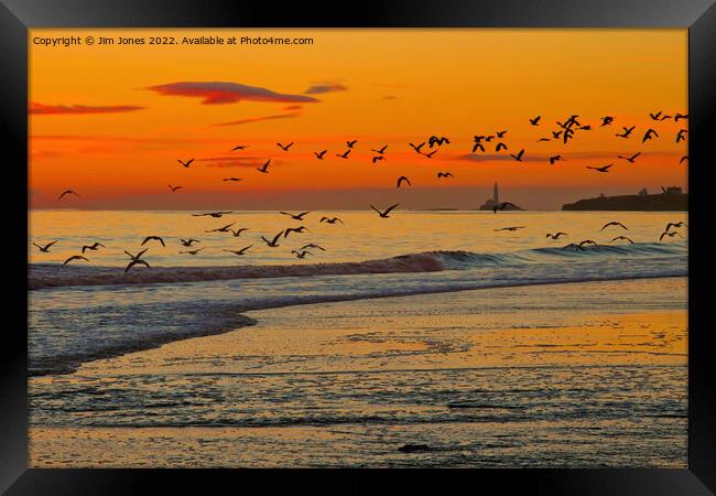 Seagulls soaring skywards Framed Print by Jim Jones