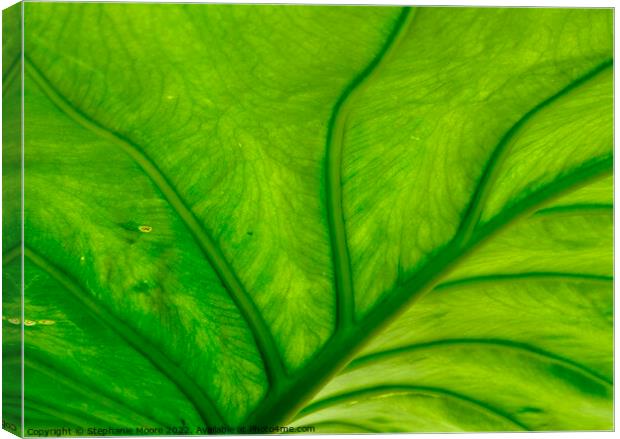 Green Leaf Canvas Print by Stephanie Moore