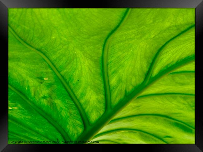 Green Leaf Framed Print by Stephanie Moore