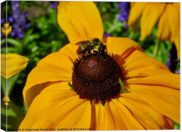 Yellow daisy and bee Canvas Print by Stephanie Moore