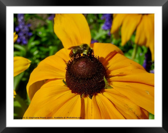 Yellow daisy and bee Framed Mounted Print by Stephanie Moore