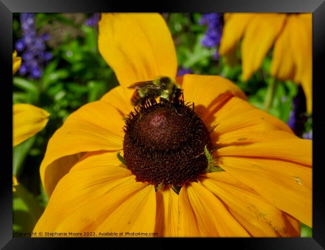 Yellow daisy and bee Framed Print by Stephanie Moore