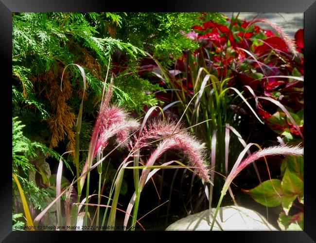 Colourful grass Framed Print by Stephanie Moore