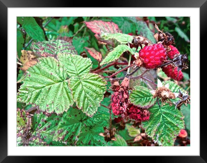 Blackberries Framed Mounted Print by Stephanie Moore