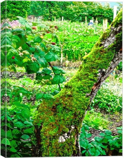 Moss covered tree Canvas Print by Stephanie Moore