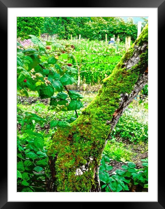 Moss covered tree Framed Mounted Print by Stephanie Moore