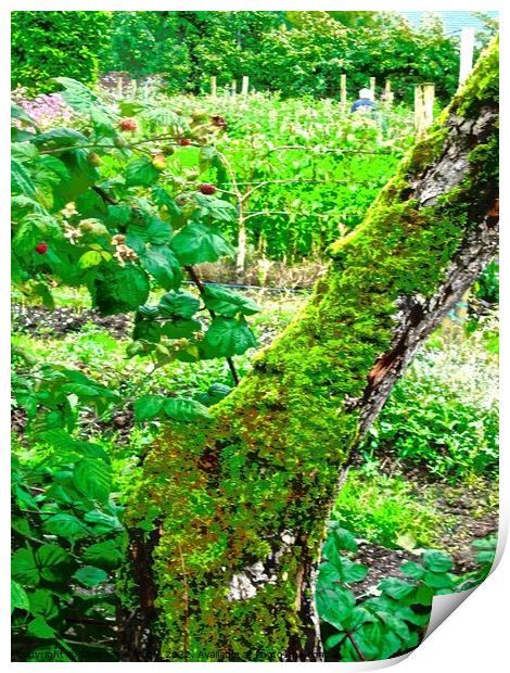 Moss covered tree Print by Stephanie Moore