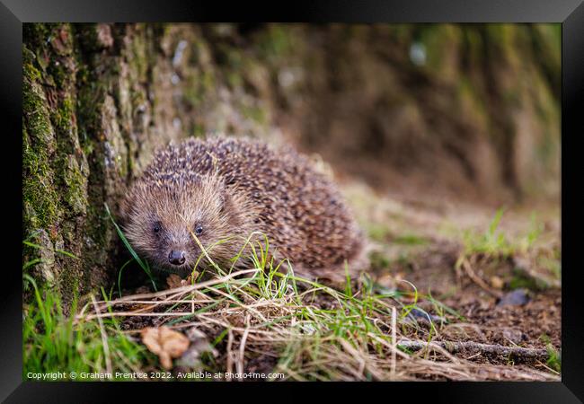 European Hedgehog Framed Print by Graham Prentice