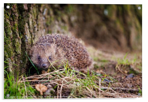 European Hedgehog Acrylic by Graham Prentice