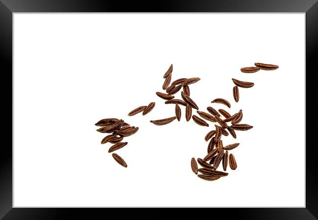 Caraway Seeds Framed Print by Antonio Ribeiro