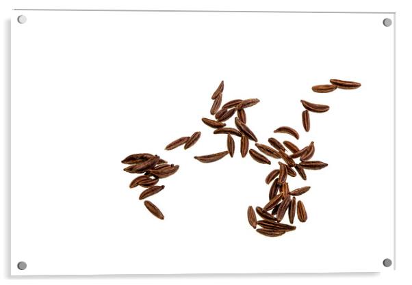 Caraway Seeds Acrylic by Antonio Ribeiro