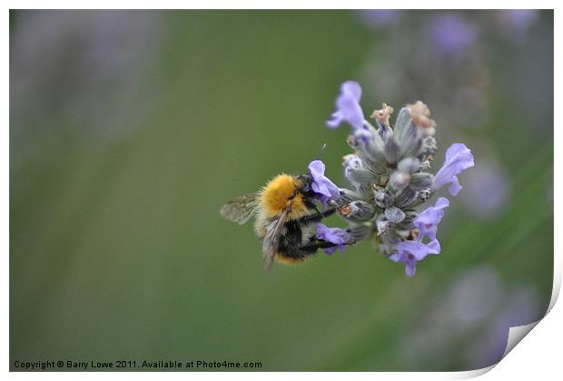 Busy Bee Print by Barry Lowe