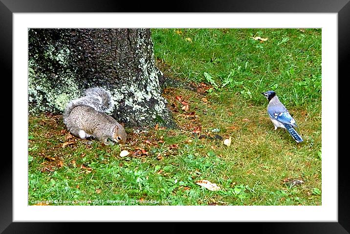 The Blue Jay & the Squirrel Framed Mounted Print by Donna Duclos