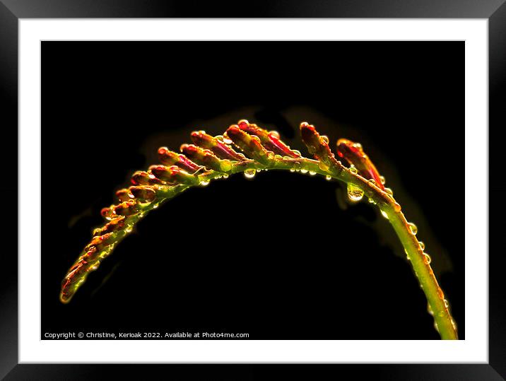Montbretia on Black with Raindrop Reflections Framed Mounted Print by Christine Kerioak
