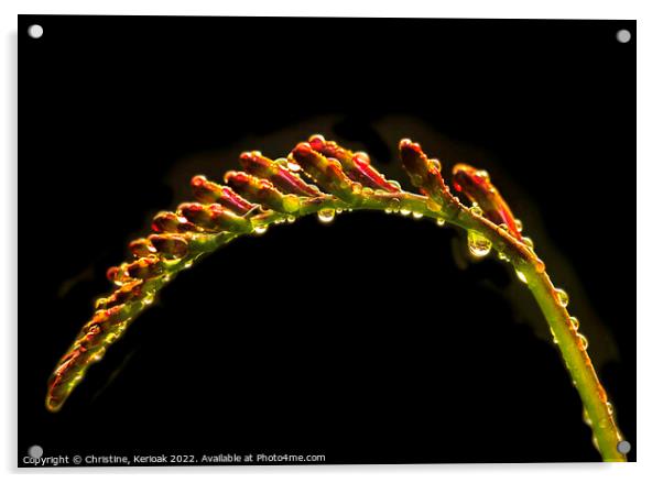 Montbretia on Black with Raindrop Reflections Acrylic by Christine Kerioak