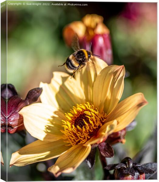 Bee on Dahlia Canvas Print by Sue Knight