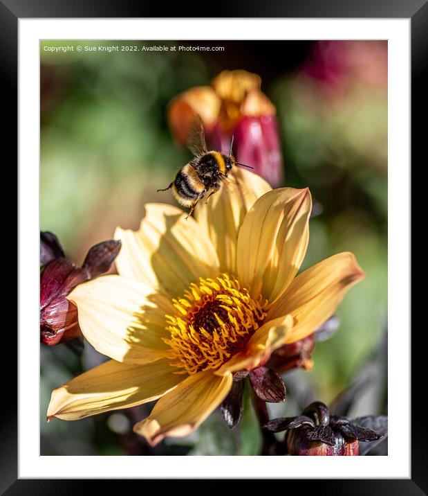 Bee on Dahlia Framed Mounted Print by Sue Knight