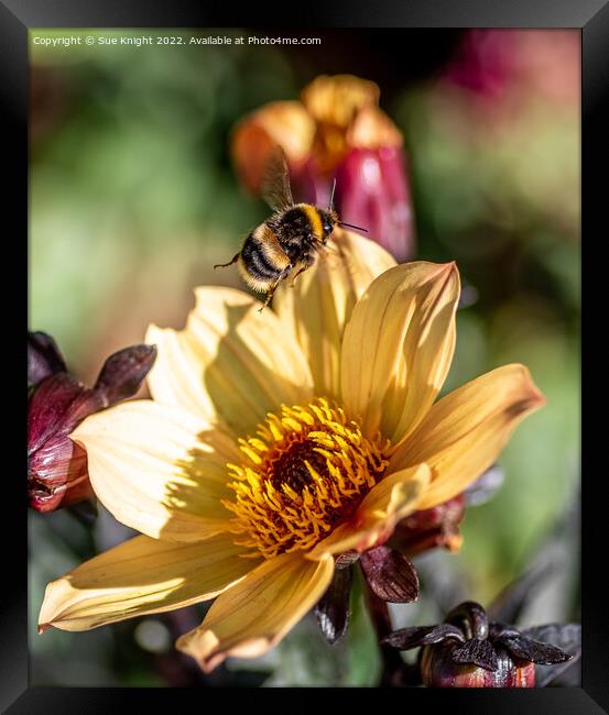 Bee on Dahlia Framed Print by Sue Knight