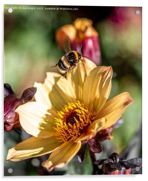 Bee on Dahlia Acrylic by Sue Knight