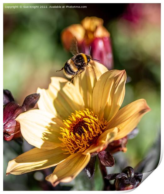 Bee on Dahlia Print by Sue Knight