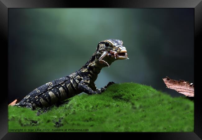 Baby monitor lizard Framed Print by Stan Lihai