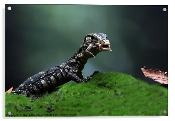 Baby monitor lizard Acrylic by Stan Lihai