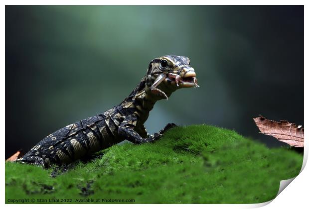 Baby monitor lizard Print by Stan Lihai