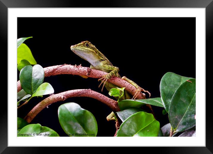 Lizard Framed Mounted Print by Stan Lihai