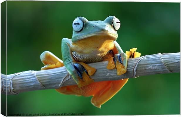 A frog sitting on a branch Canvas Print by Stan Lihai