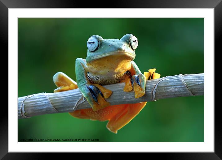 A frog sitting on a branch Framed Mounted Print by Stan Lihai