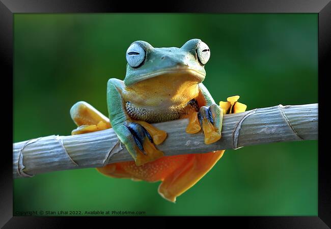 A frog sitting on a branch Framed Print by Stan Lihai