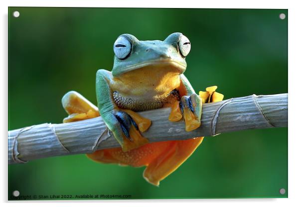 A frog sitting on a branch Acrylic by Stan Lihai