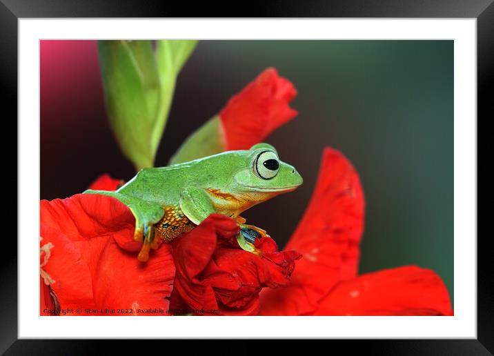 Green frog  Framed Mounted Print by Stan Lihai