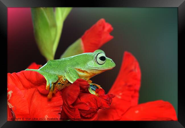 Green frog  Framed Print by Stan Lihai