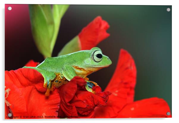 Green frog  Acrylic by Stan Lihai